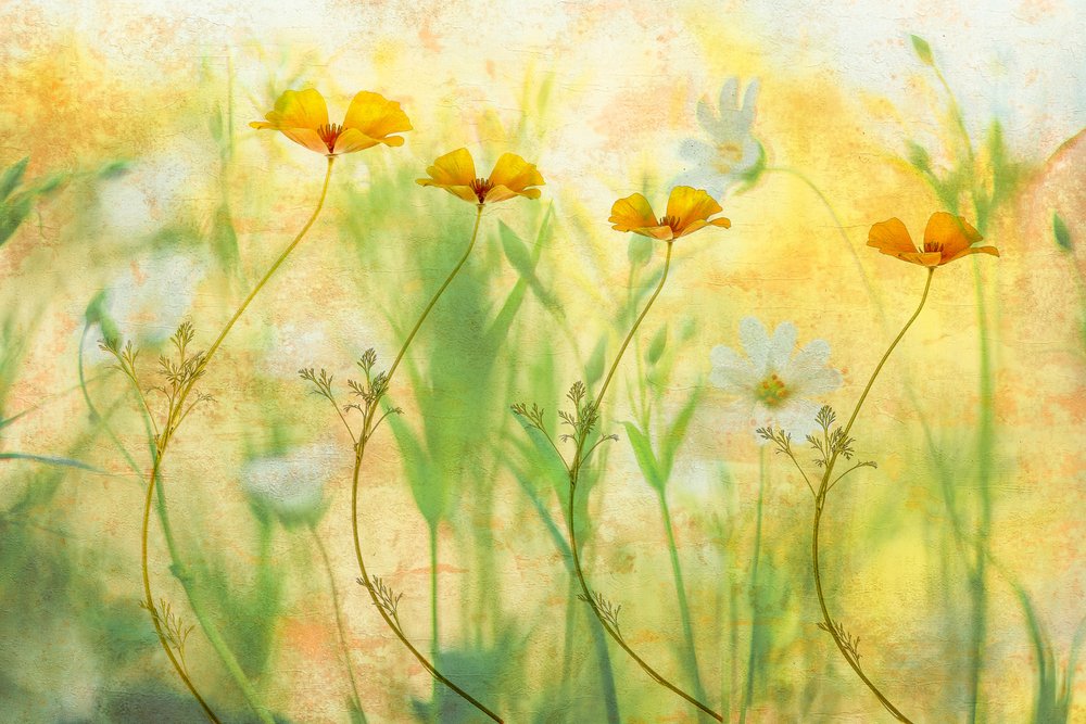 Fleurs d