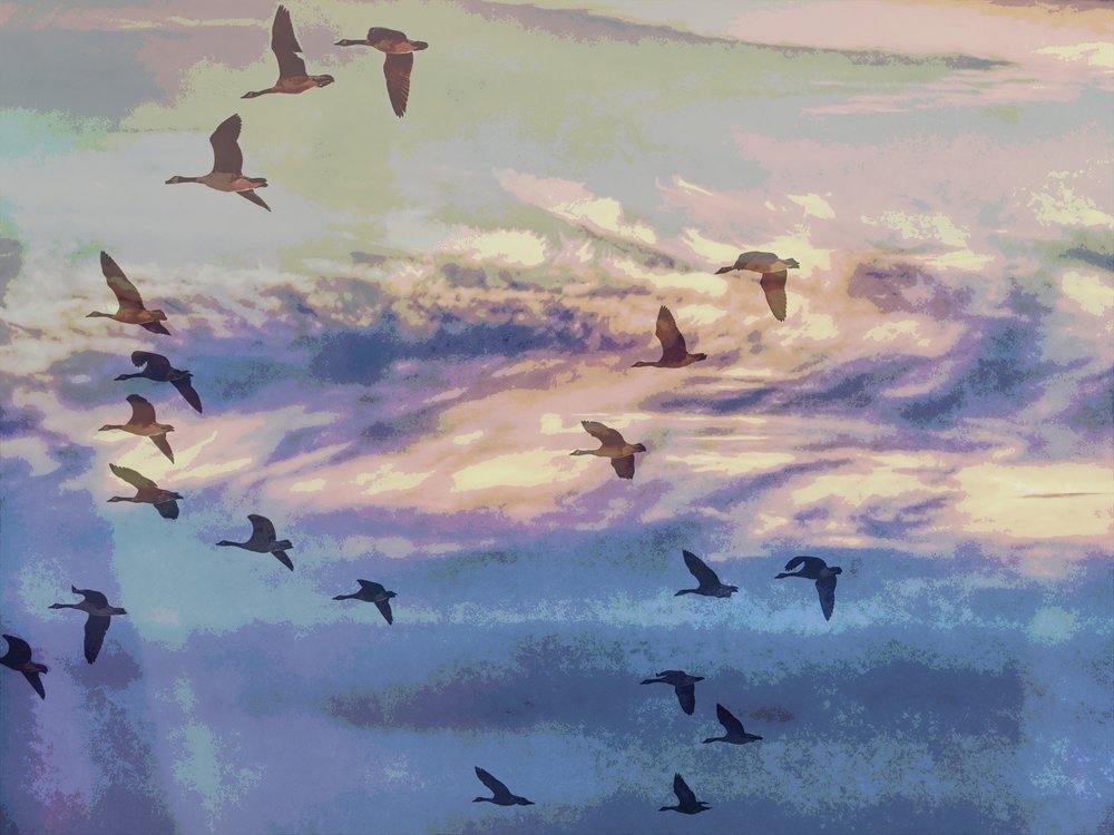 Cygnes en vol, ciel au coucher du soleil - Ida Publishing