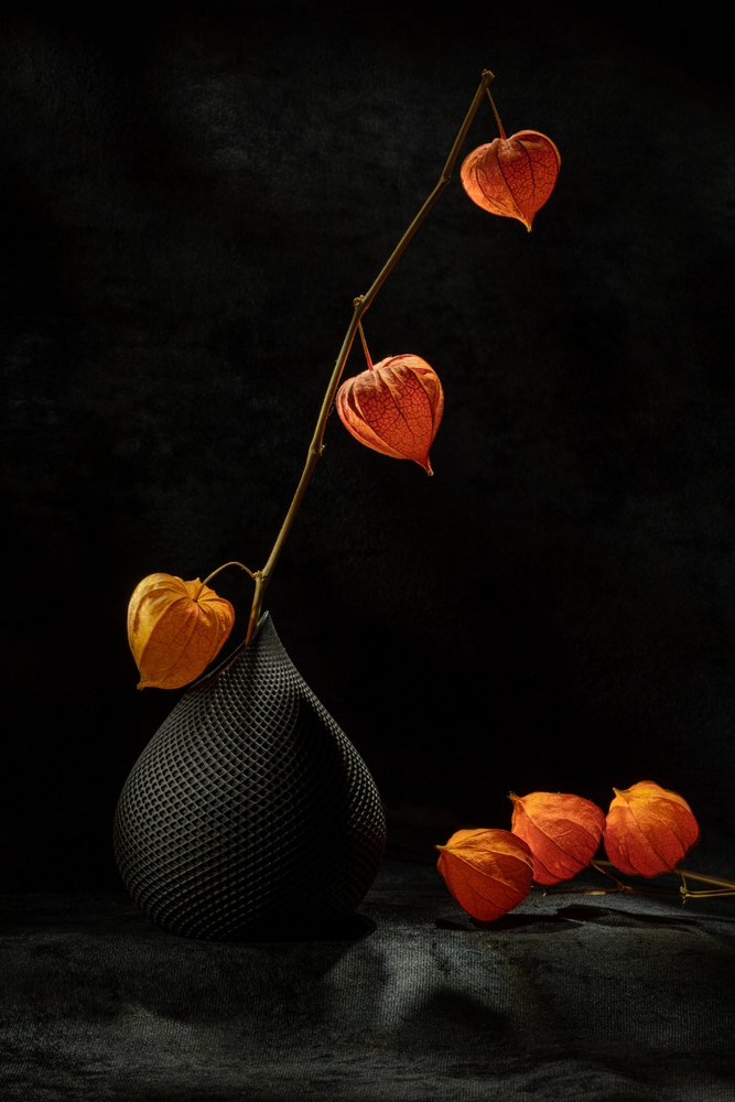 Nature morte aux physalis - Igor Kopcev