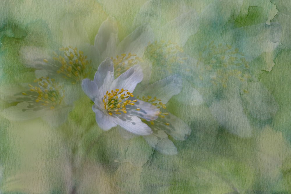 Fleurs de jasmin rêveuses - Igor Kopcev
