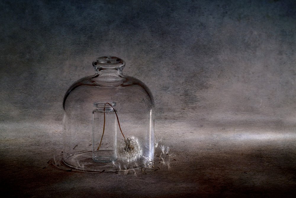 Fragile cloche à pissenlit - Igor Kopcev