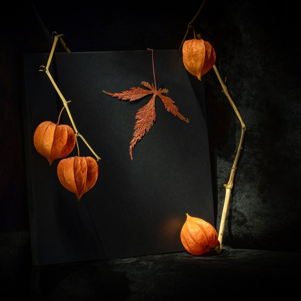 Physalis automnale mélancolique - Igor Kopcev