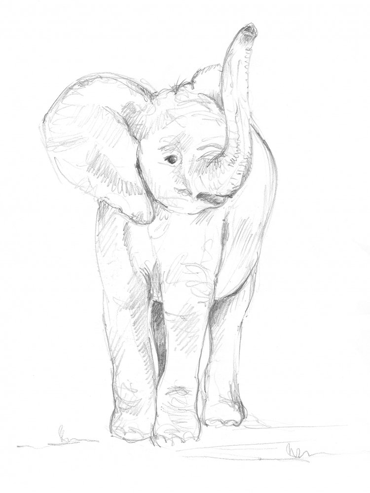 Bébé éléphant 02 - Isabelle Brent