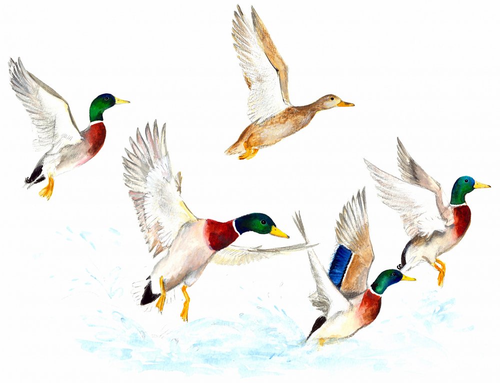 Canards en vol - Isabelle Brent