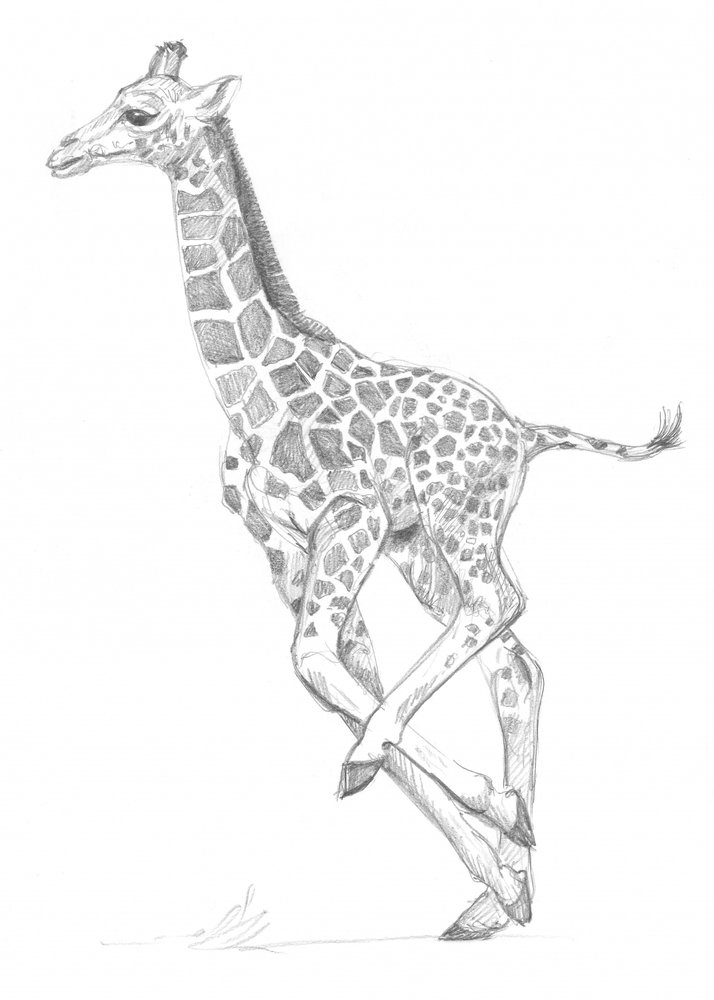 Girafe - Isabelle Brent