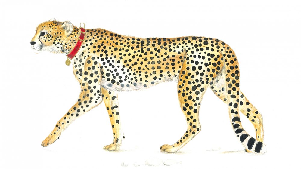 Promenade gracieuse du guépard - Isabelle Brent