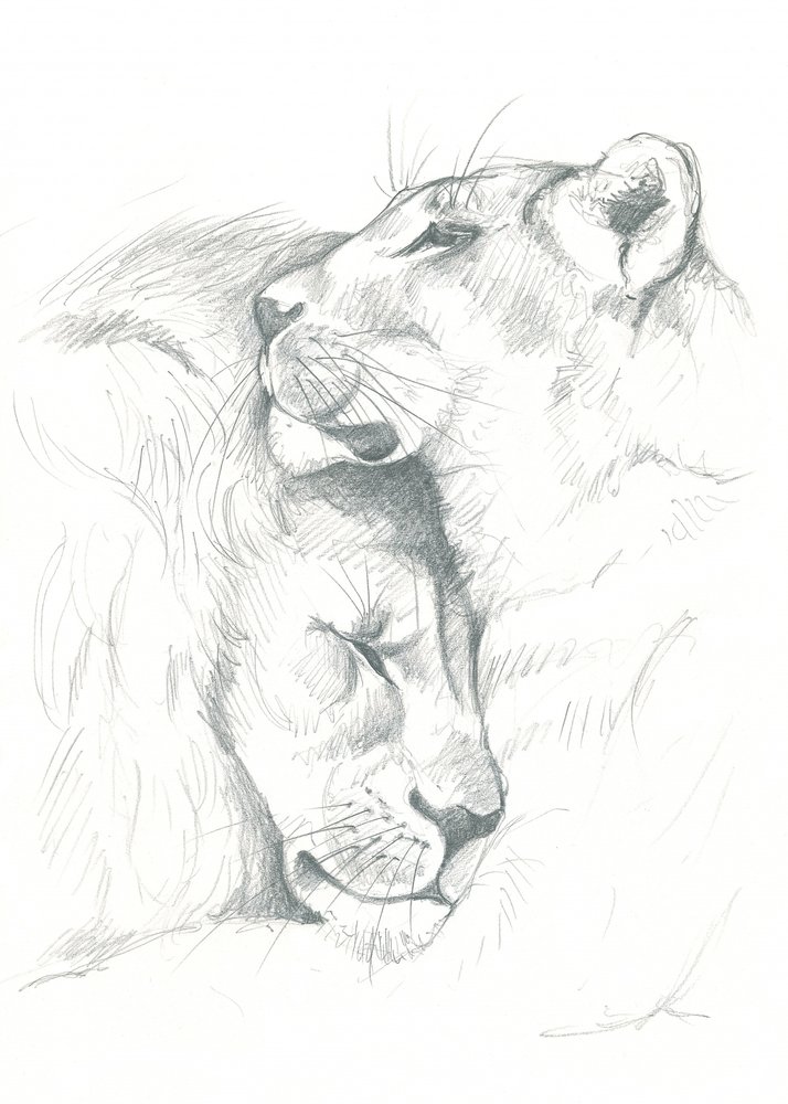 Sérénité du lion - Isabelle Brent