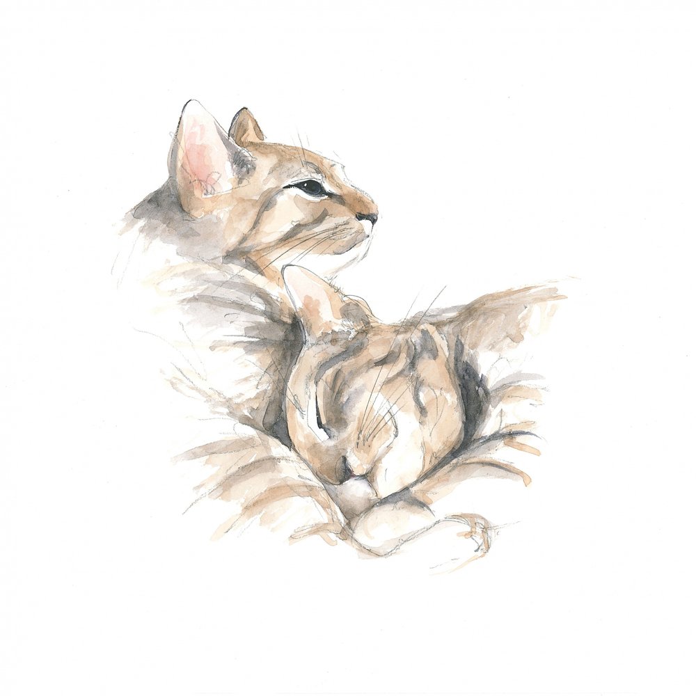 Chats détendus - Isabelle Brent