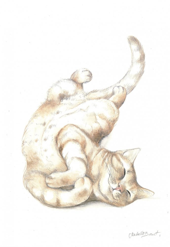 Chat détendu - Isabelle Brent