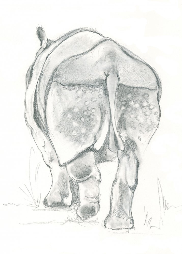 Douce foulée du rhinocéros - Isabelle Brent