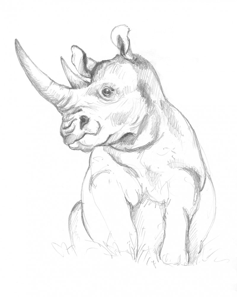 Rhinocéros - Isabelle Brent