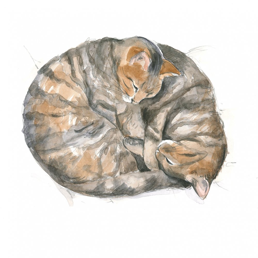 Chats ronds - Isabelle Brent