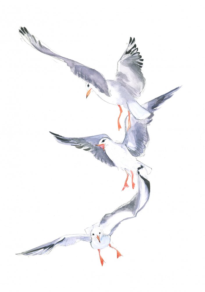 Vol de mouette - Isabelle Brent
