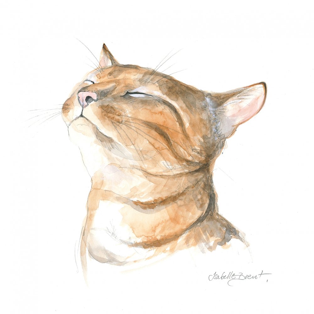 Chat tigré serein - Isabelle Brent
