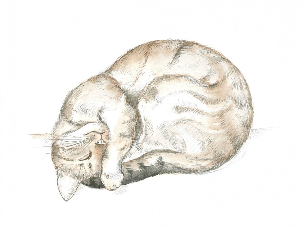 Chat tigré endormi - Isabelle Brent