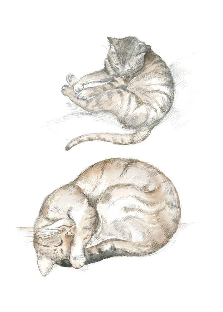 Deux études de chats - Isabelle Brent