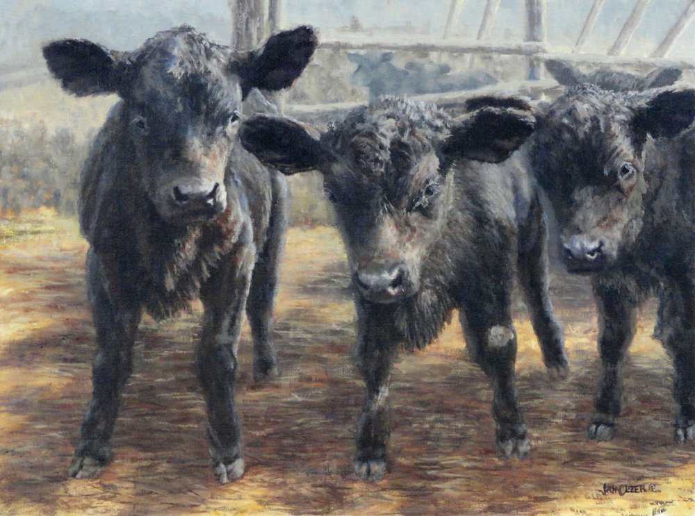 Des veaux noirs curieux - Jan Clizer