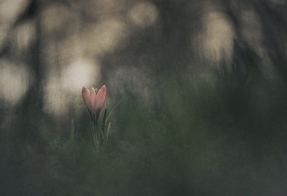 Floraison rose rêveuse - Jan van der Linden