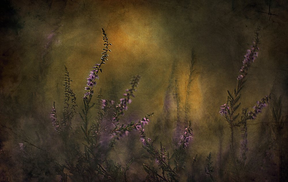 Bruyère violette rêveuse - Jan van der Linden