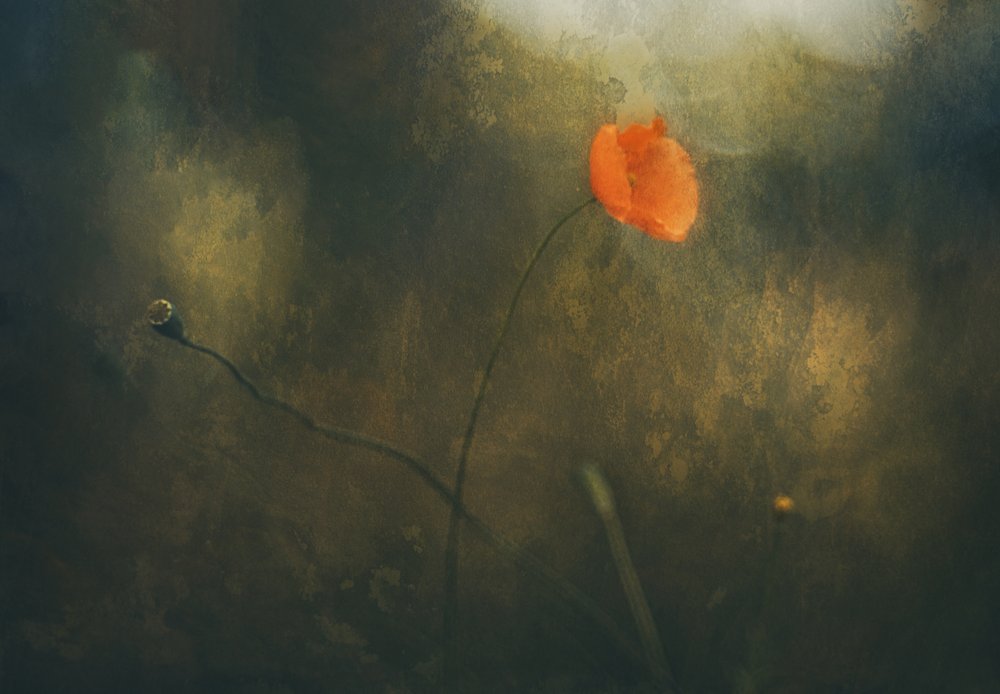 Coquelicot rouge rêveur - Jan van der Linden
