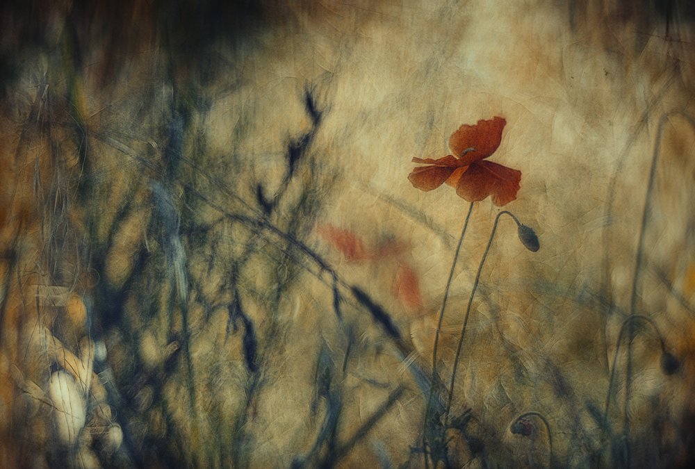 Coquelicot rouge rêveur - Jan van der Linden