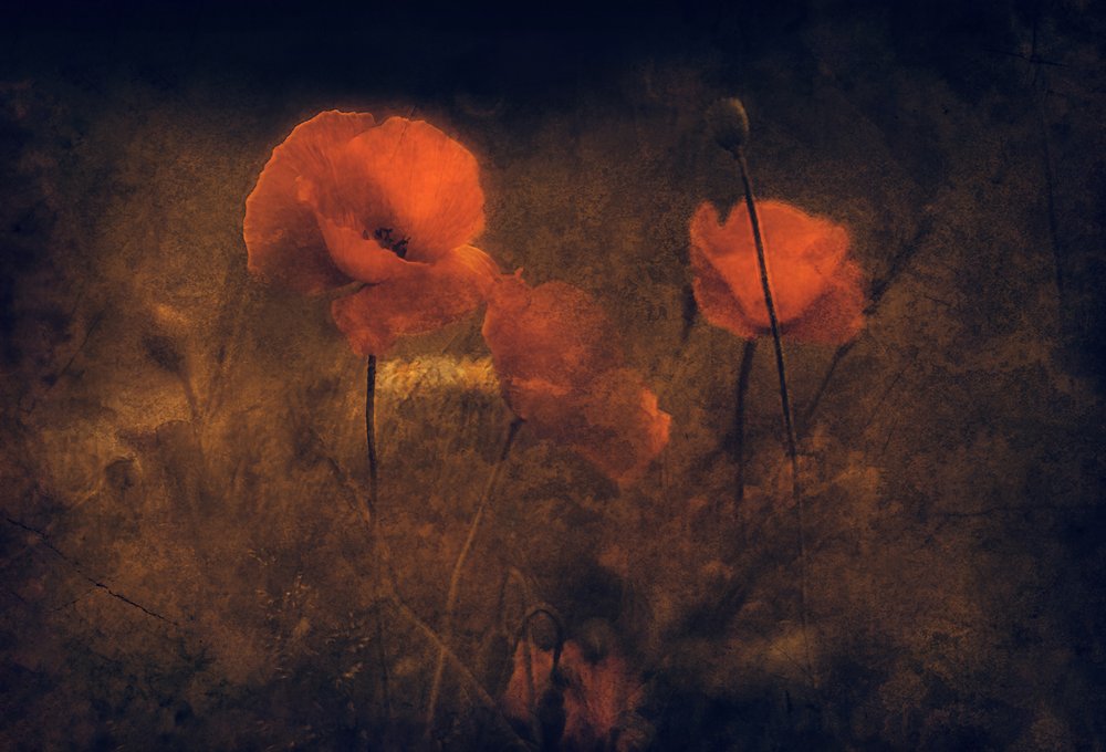 Coquelicots rouges mélancoliques - Jan van der Linden