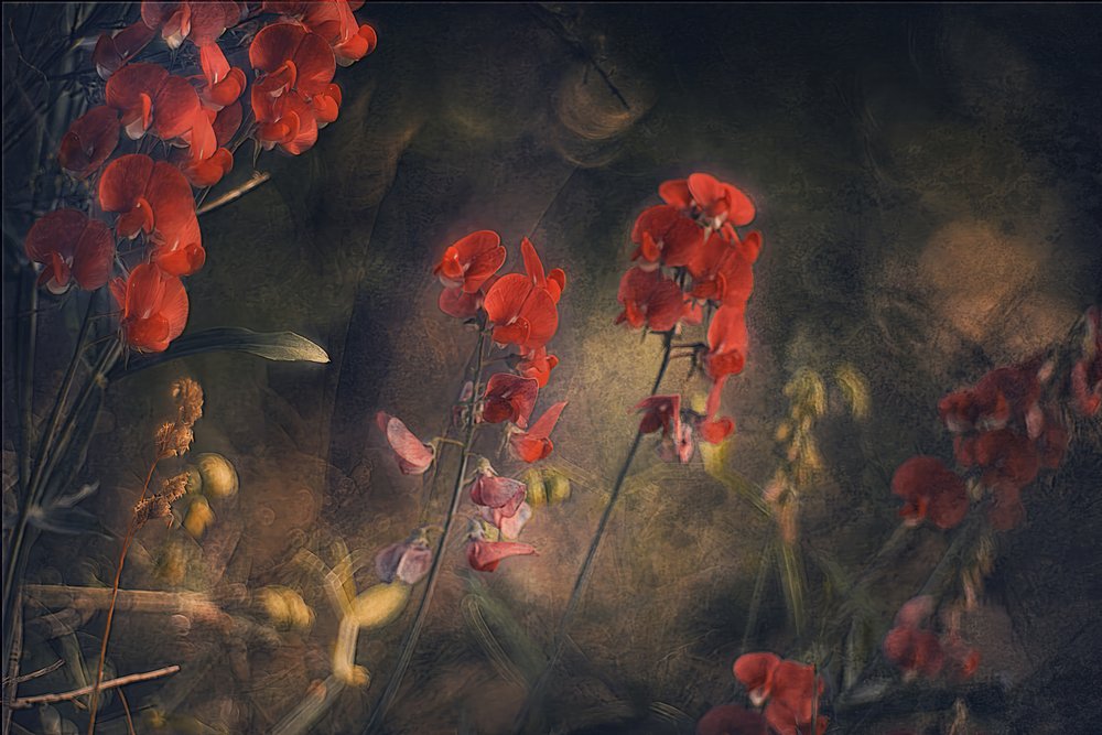 Pois de senteur rouges mélancoliques - Jan van der Linden