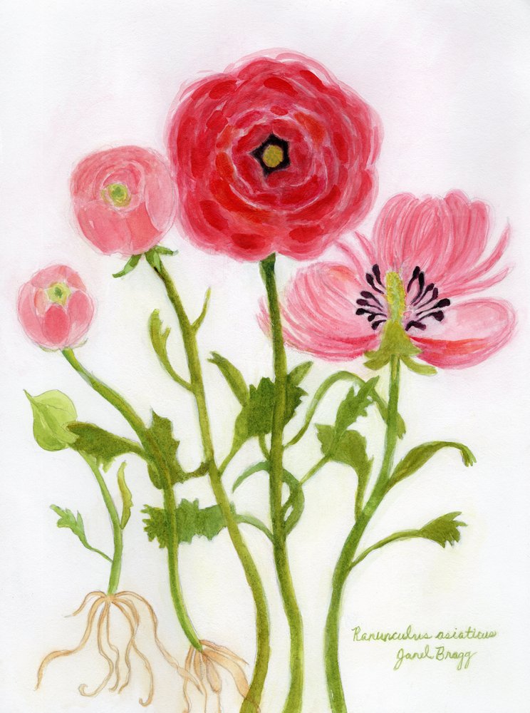 Illustration vibrante de renoncules - Janel Bragg