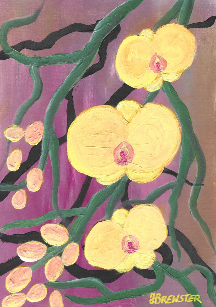 Orchidées d