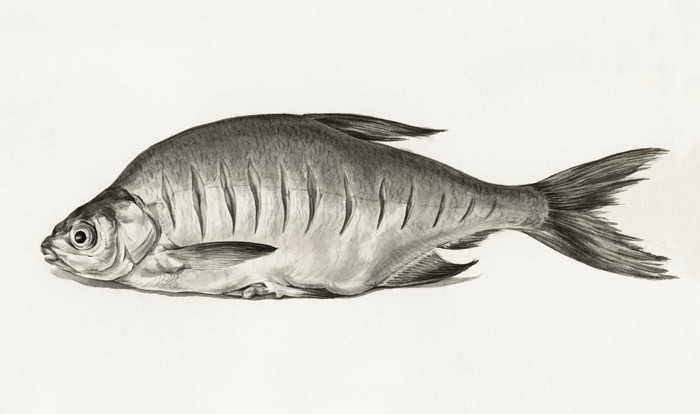 Fish (1775-1833) - Jean Bernard