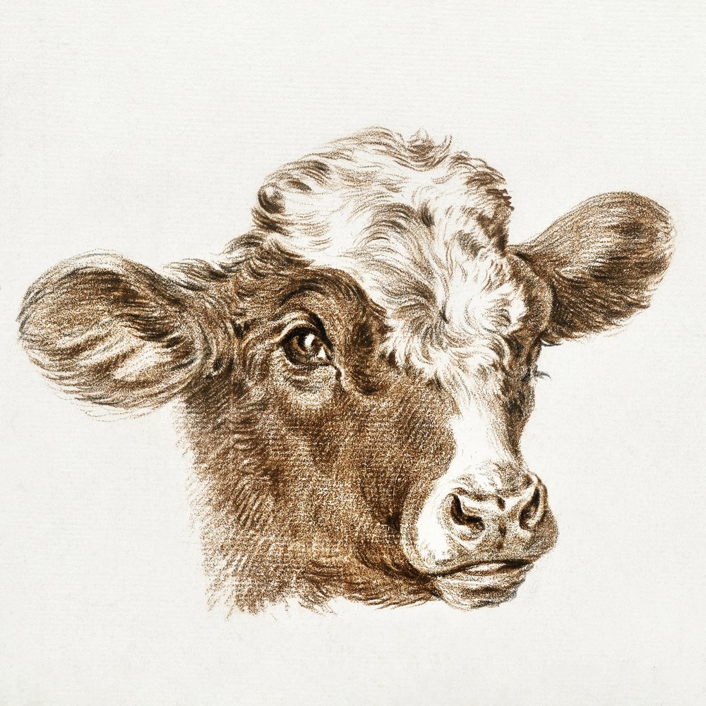 Tête de vache - Jean Bernard