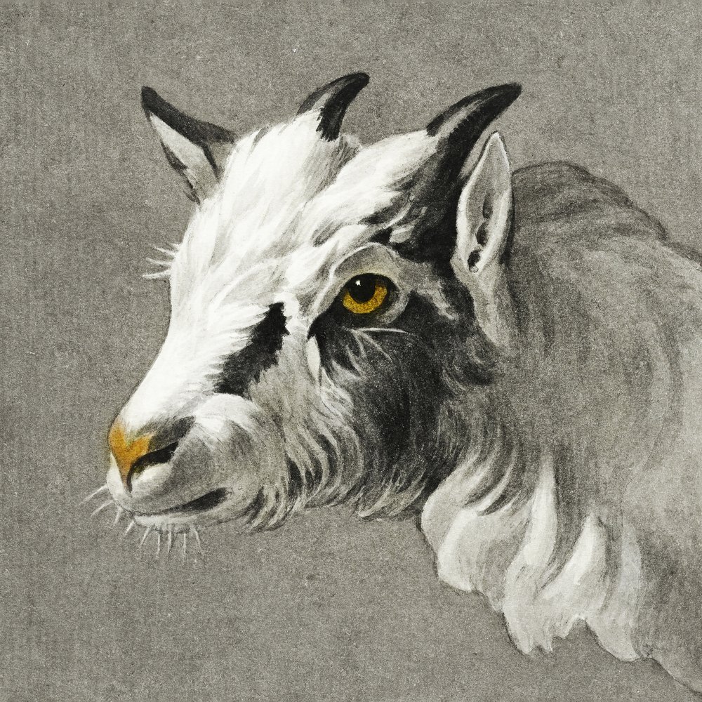 Tête de chèvre - Jean Bernard
