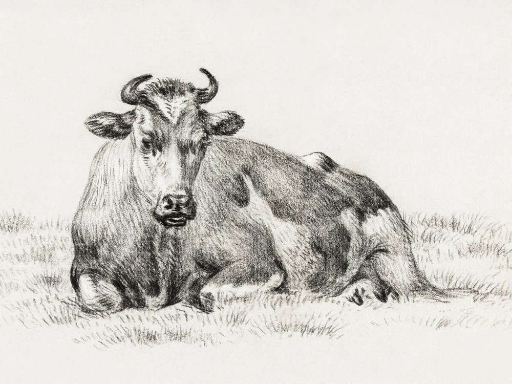Vache couchée (1825) - Jean Bernard