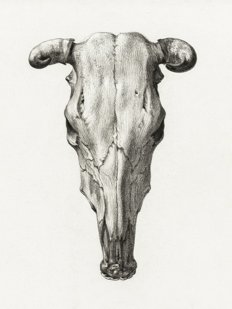 Crâne de vache - Vue de face (1816) - Jean Bernard