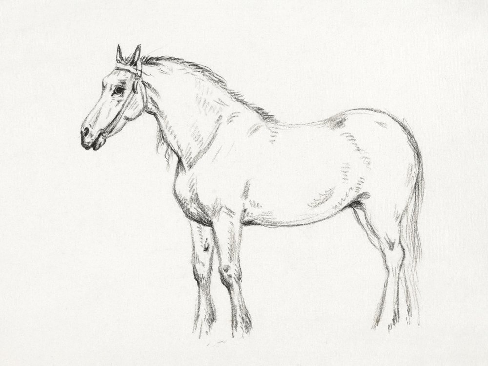 Cheval debout (1818) - Jean Bernard