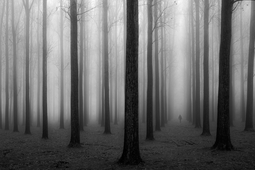 La mystérieuse forêt brumeuse - Jochen Bongaerts