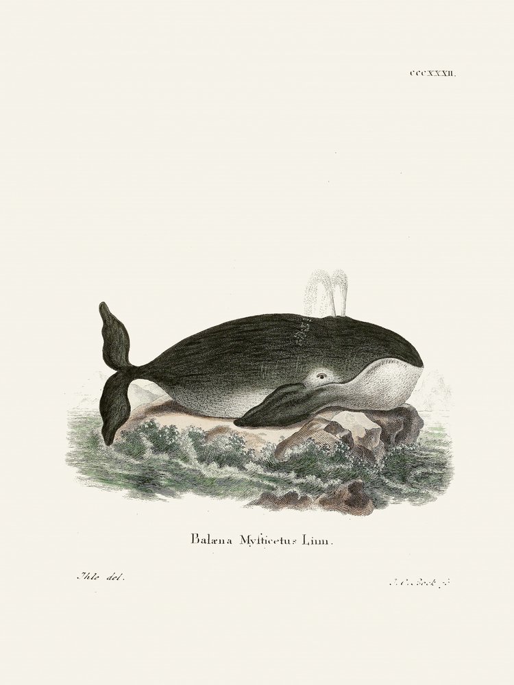 La baleine boréale, par Johann Christian Daniel von Schreber. - Johann Christian Daniel Von Schreber