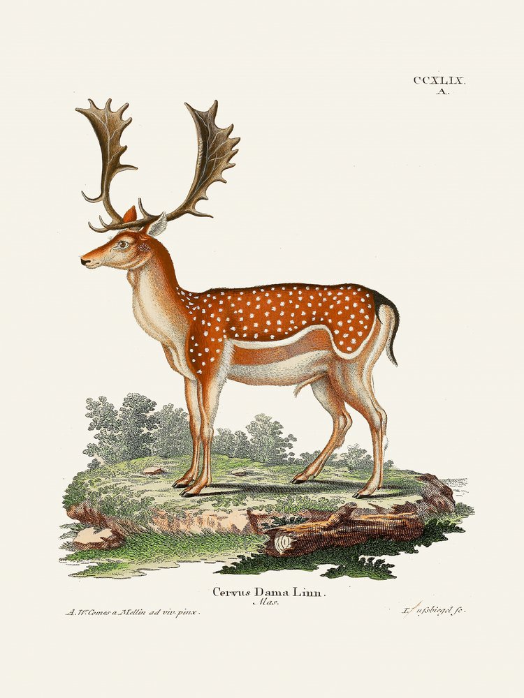 Le daim européen  Par Johann Christian Daniel von Schreber. - Johann Christian Daniel Von Schreber