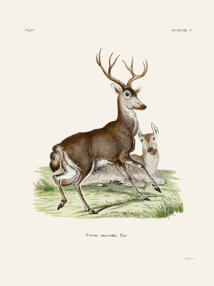 Le cerf mulet, par Johann Christian Daniel von Schreber. - Johann Christian Daniel Von Schreber