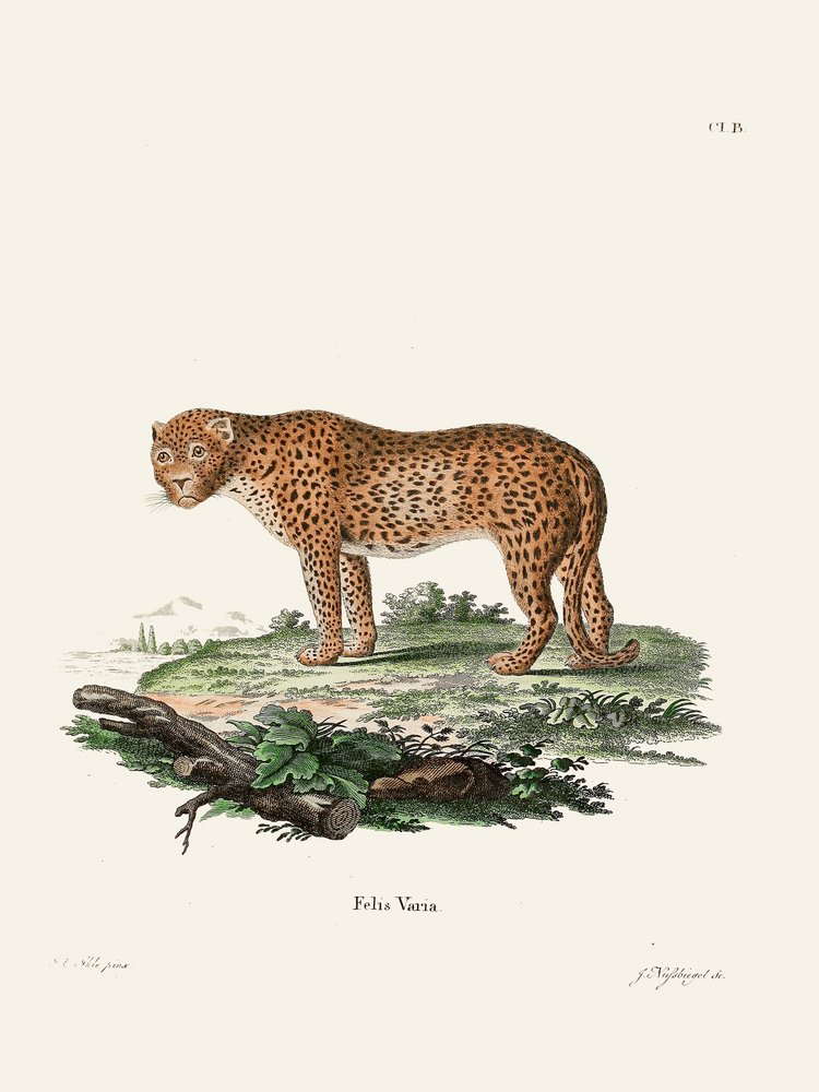 La Panthère, de Johann Christian Daniel von Schreber. - Johann Christian Daniel Von Schreber