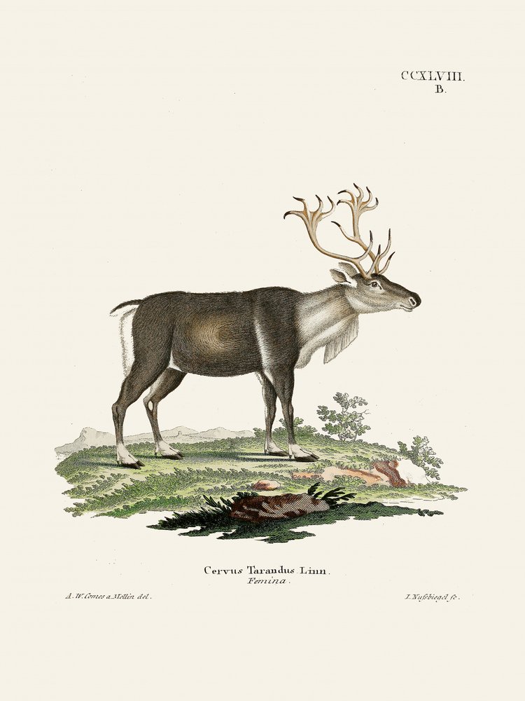 « Le renne », de Johann Andreas Wagener et Johann Christian Daniel von Schreber. - Johann Christian Daniel Von Schreber