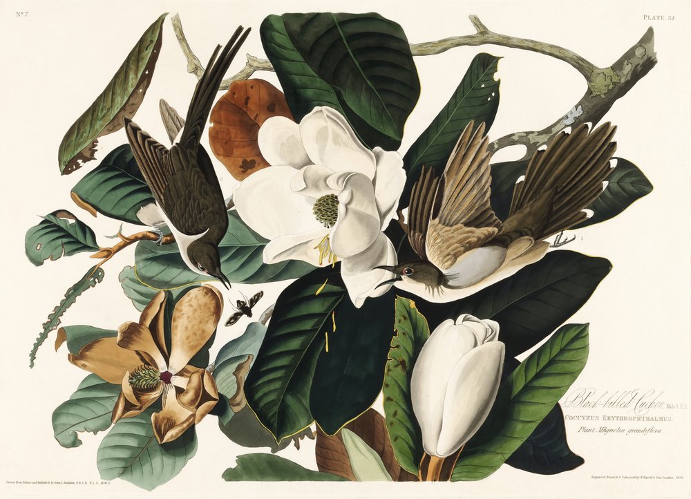  - John James Audubon