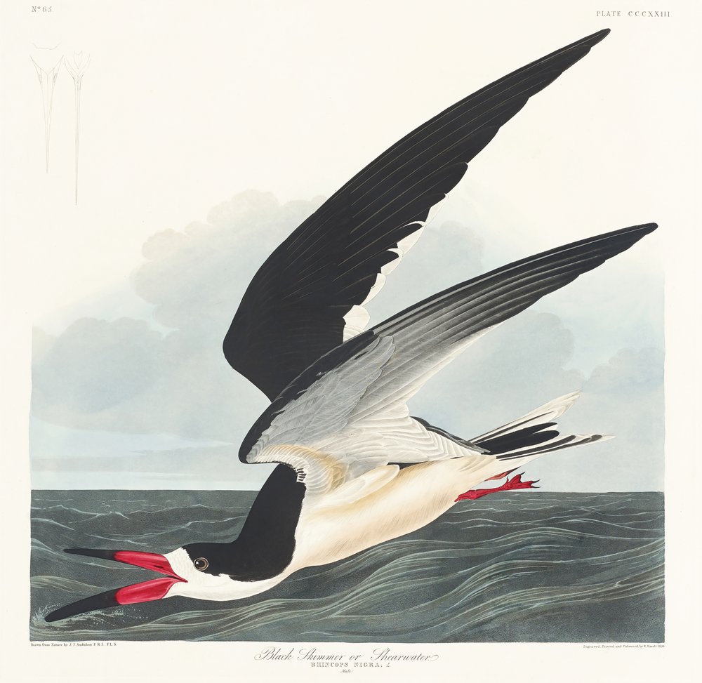  - John James Audubon