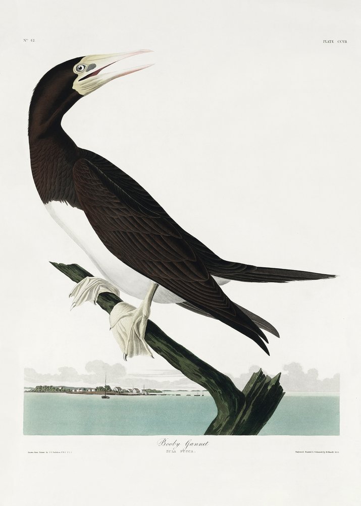  - John James Audubon