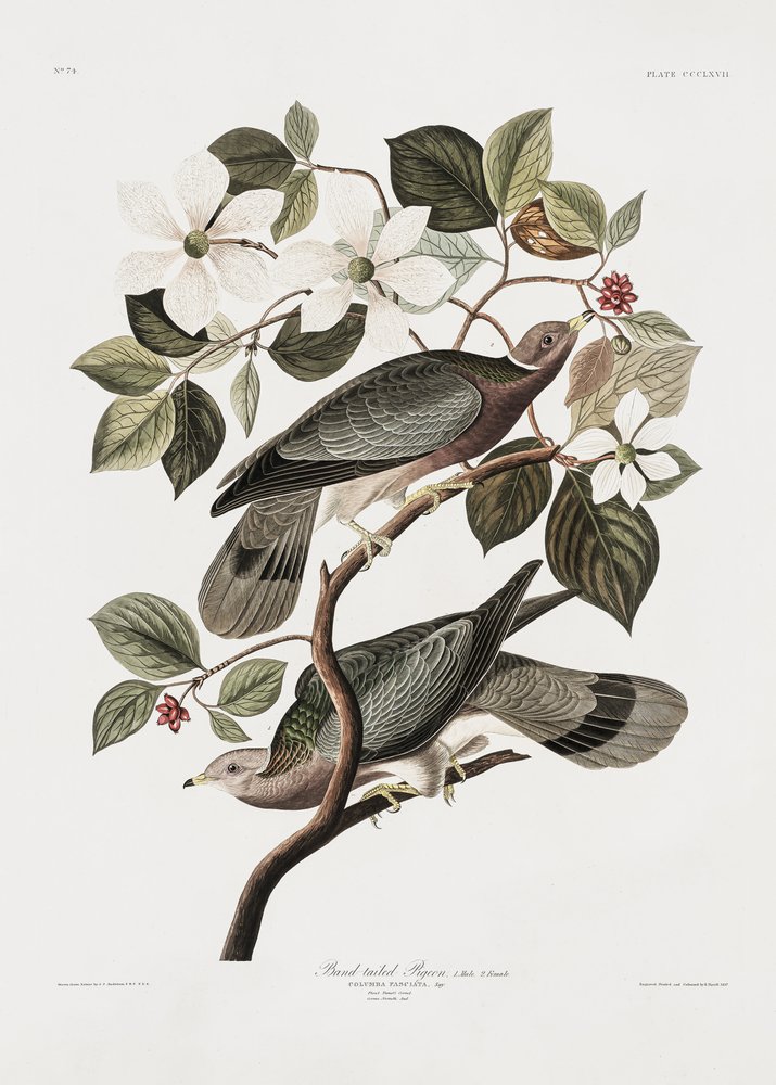  - John James Audubon