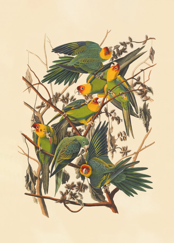 Perroquet de Caroline - John James Audubon