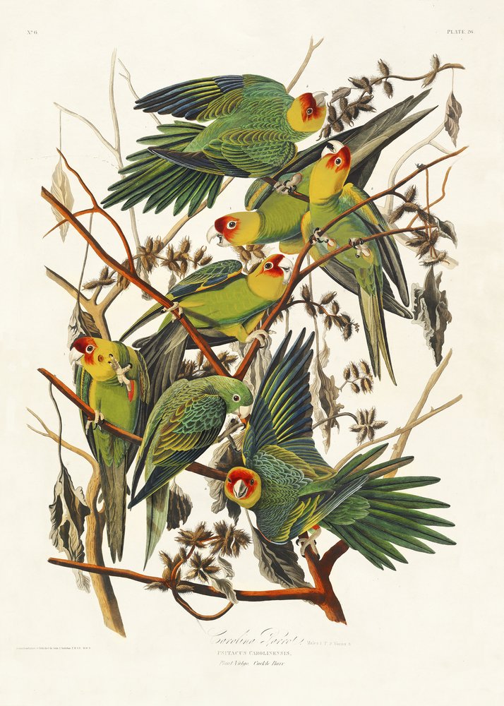  - John James Audubon