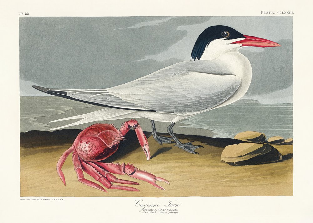  - John James Audubon