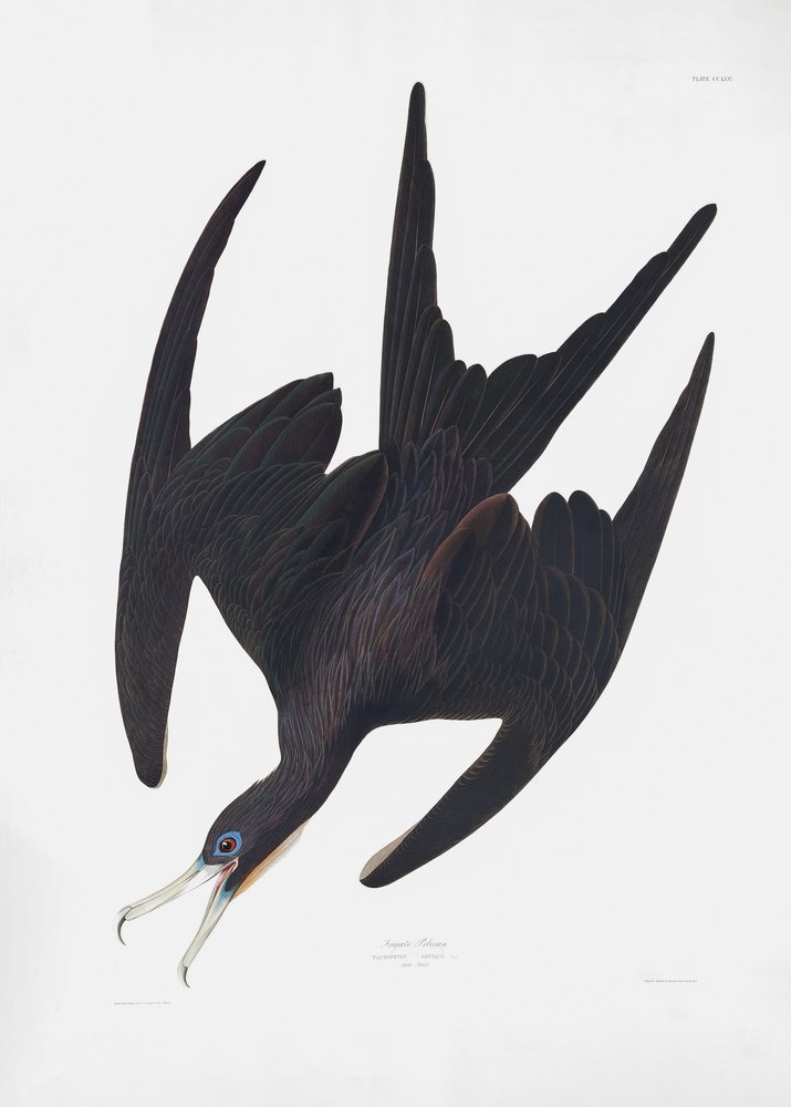  - John James Audubon