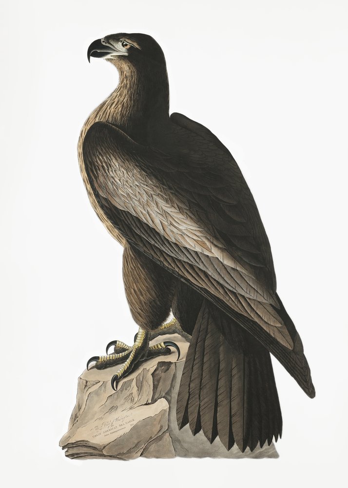  - John James Audubon